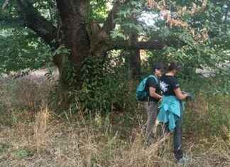 Conservación de recursos genéticos ancestrales del castaño del Bierzo news-14092024-050835