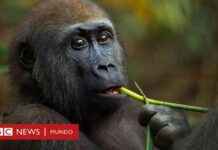 Gorilas que se automedican: clave para nuevos tratamientos news-14092024-070146