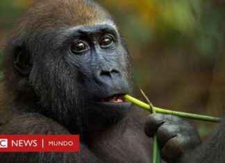 Gorilas que se automedican: clave para nuevos tratamientos news-14092024-070146