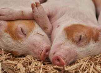 El inventario porcino crecerá ligeramente debido a la recuperación en el número de cerdas news-14092024-080311