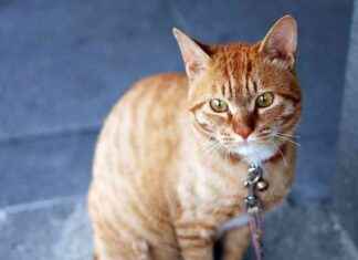 Cómo detectar si tu gato sufre dolor o enfermedad con una app de IA al 99% de acierto news-14092024-095055