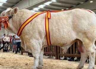 El toro ‘Poeta’ de Madrid gana premio en feria agropecuaria destacada news-15092024-073648