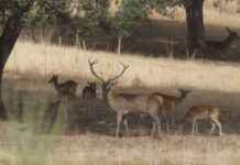 La berrea y la ronca: el espectáculo sonoro de la naturaleza news-16092024-075257