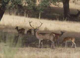 La berrea y la ronca: el espectáculo sonoro de la naturaleza news-16092024-075257