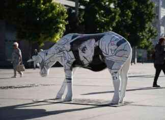 Pastoreo de vacas en más de 30 puntos de Madrid news-17092024-042111