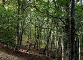 Espectáculo natural del Hayedo de Montejo en Madrid: preparándose para el otoño news-20092024-144135