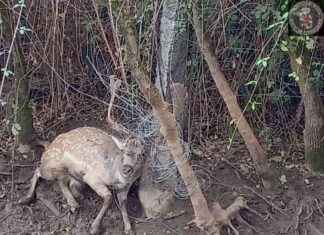 Gamo rescatado tras quedar atrapado en vallado en Robledo de Chavela. news-22092024-235125