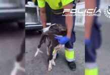 Rescate de galgo abandonado en furgoneta en Puente de Vallecas news-24092024-163858
