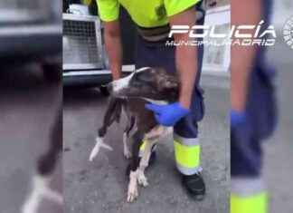 Rescate de galgo abandonado en furgoneta en Puente de Vallecas news-24092024-163858