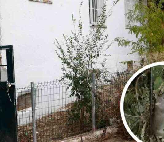 Plaga de ratas en Puente de Vallecas: Vecinos denuncian invasión en hogares news-26092024-092830