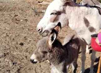 La misteriosa muerte del burrito ‘Lolo’ en Madrid: ¿Venganza o accidente? news-26092024-142033