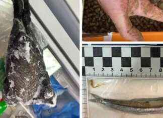 Pesadilla en el súper: 22,000 caracoles con parásitos, 700,000 crías de anchoa y gallinas podridas news-10102024-042948