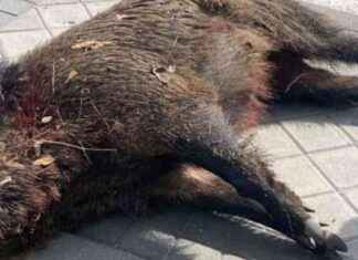 Jabalí suelto en Vallecas causa estampida: «Se cuela en la estación de Cercanías» news-21102024-043733