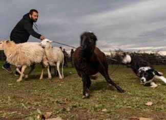 Entrenamiento de perros pastores: guía para criar una nueva generación news-01122024-113102