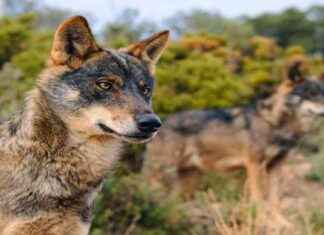 Lobos en la sierra: 175 ataques al año lobos-en-la-sierra-175-ataques-al-ao