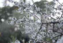 Guía de actividades para disfrutar la primavera en Madrid gua-de-actividades-para-disfrutar-la-primavera-en-madrid