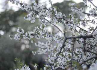 Guía de actividades para disfrutar la primavera en Madrid gua-de-actividades-para-disfrutar-la-primavera-en-madrid