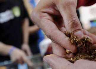 Consumo de sustancias en Madrid: Más cannabis, menos tabaco y el doble de alcohol consumo-de-sustancias-en-madrid-ms-cannabis-menos-tabaco-y-el-doble-de-alcohol