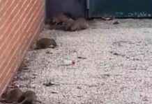 Plaga de ratas en el barrio de La Alhóndiga: Vecinos de Getafe preocupados plaga-de-ratas-en-el-barrio-de-la-alhndiga-vecinos-de-getafe-preocupados