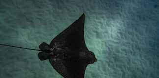 Alineaciones De Rayo Vallecano Contra Atlético De Madrid Alineaciones De Rayo Vallecano Contra Atlético De Madrid