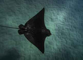 Alineaciones De Rayo Vallecano Contra Atlético De Madrid Alineaciones De Rayo Vallecano Contra Atlético De Madrid