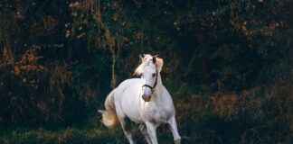 Centro De Internamiento De Extranjeros De Madrid CIE De Aluche Centro De Internamiento De Extranjeros De Madrid CIE De Aluche