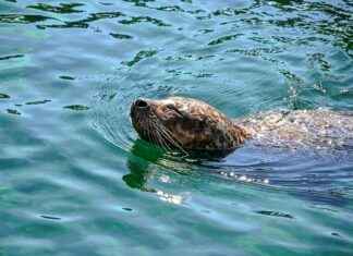 Clasificaciones De Jugadores De Valencia C. F. Contra Real Madrid Clasificaciones De Jugadores De Valencia C. F. Contra Real Madrid