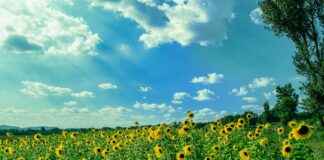 Cronología De Rayo Vallecano Contra Atlético De Madrid Cronología De Rayo Vallecano Contra Atlético De Madrid