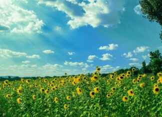 Cronología De Rayo Vallecano Contra Atlético De Madrid Cronología De Rayo Vallecano Contra Atlético De Madrid