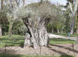 El árbol más histórico de Madrid que la mayoría desconoce el-rbol-ms-histrico-de-madrid-que-la-mayora-desconoce