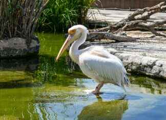 Estadísticas De Valencia C. F. Contra Real Madrid Estadísticas De Valencia C. F. Contra Real Madrid