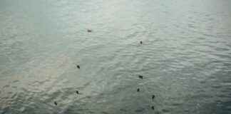 Pisos En Alquiler Particulares Madrid De 400 A 550 Eur Pisos En Alquiler Particulares Madrid De 400 A 550 Eur