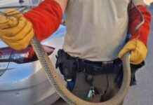 Culebra bastarda rescatada del motor de un coche culebra-bastarda-rescatada-del-motor-de-un-coche