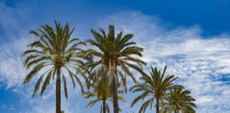 Alineaciones De UD Almería Contra Atlético De Madrid: ¿Sorpresas?