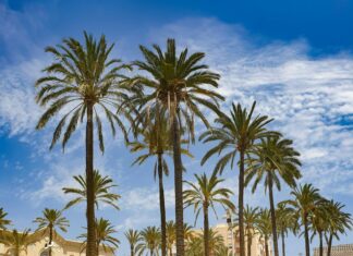 Alineaciones De UD Almería Contra Atlético De Madrid: ¿Sorpresas?