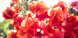 Alineaciones De Real Madrid Contra Red Bull Salzburg: ¿Quién Sorprenderá?